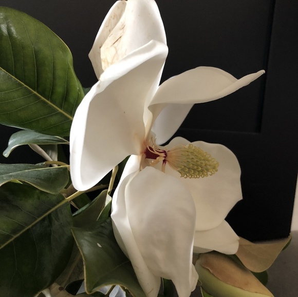 Meet your Posher, Milu - Picture 1 of 1